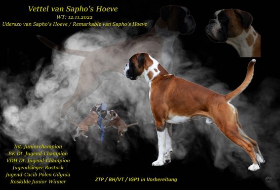 Vettel van Sapho's Hoeve